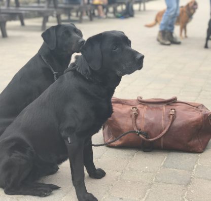 Planning to travel to Europe with your pet after Brexit? Don't get caught out!