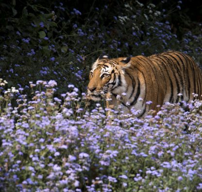 Karma unveils tigers at its unique new resort